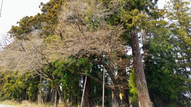 桜杉